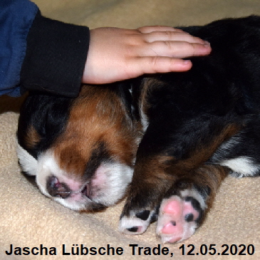 Jascha Lbsche Trade, 12.05.2020