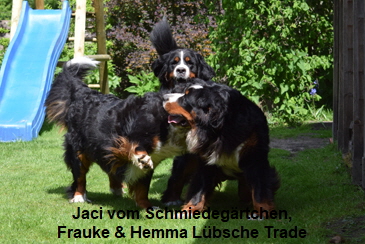 Jaci vom Schmiedegrtchen, Frauke & Hemma Lbsche Trade
