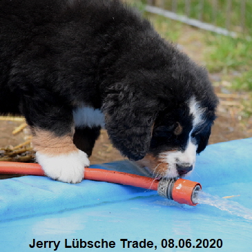 Jerry Lbsche Trade, 08.06.2020