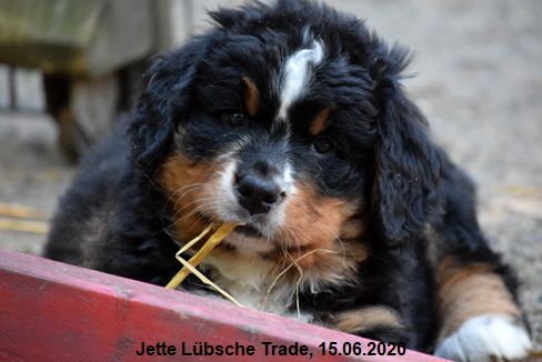 Jette Lbsche Trade, 15.06.2020