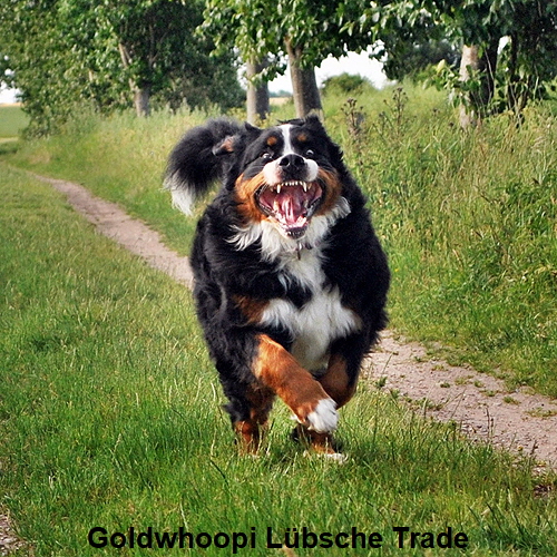 Goldwhoopi Lbsche Trade