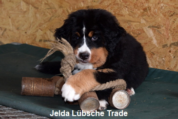 Jelda Lbsche Trade