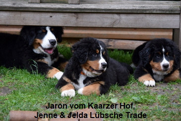 Jaron vom Kaarzer Hof, Jenne & Jelda Lbsche Trade