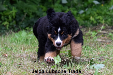 Jelda Lbsche Trade