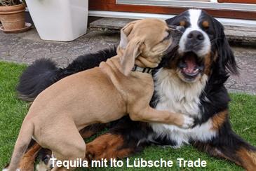 Tequila mit Ito Lbsche Trade