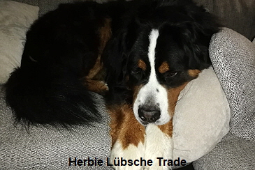 Herbie Lübsche Trade