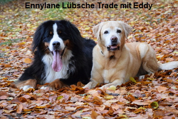Ennylane Lbsche Trade mit Eddy