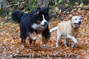 Ennylane Lbsche Trade mit Eddy