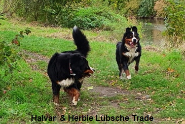 Halvar  & Herbie Lbsche Trade