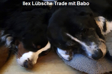 Ilex Lbsche Trade mit Babo
