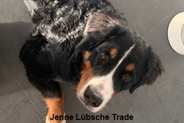 Jenne Lbsche Trade