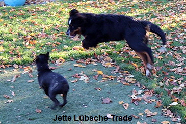 Jette Lbsche Trade