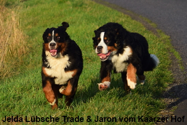Jelda Lbsche Trade & Jaron vom Kaarzer Hof