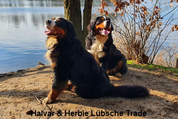 Halvar & Herbie Lbsche Trade