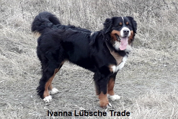 Ivanna Lbsche Trade
