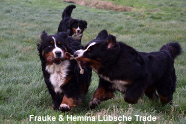 Frauke & Hemma Lbsche Trade