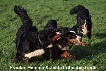Frauke, Hemma & Jelda Lbsche Trade