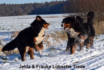 Jelda & Frauke Lbsche Trade