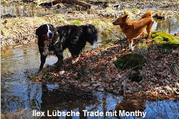 Ilex Lbsche Trade mit Monthy
