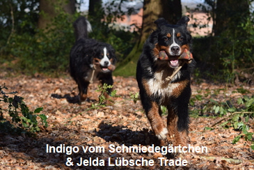 Indigo vom Schmiedegrtchen & Jelda Lbsche Trade