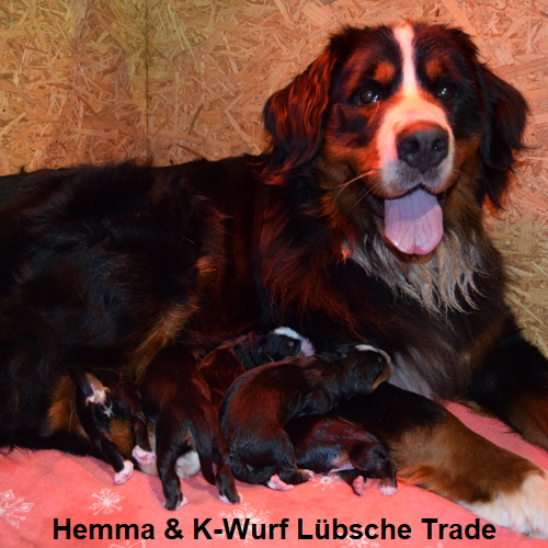 Hemma & K-Wurf Lbsche Trade