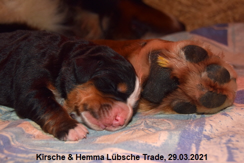 Kirsche & Hemma Lbsche Trade, 29.03.2021