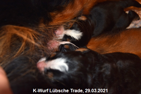 K-Wurf Lbsche Trade, 29.03.2021