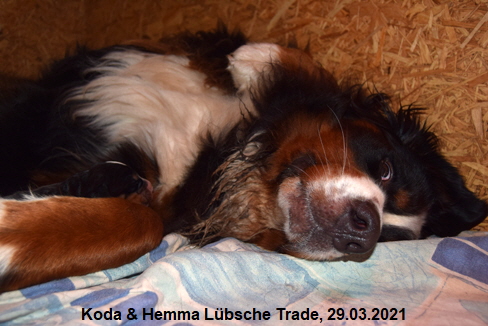 Koda & Hemma Lbsche Trade, 29.03.2021
