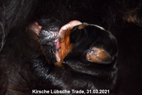 Kirsche Lbsche Trade, 31.03.2021