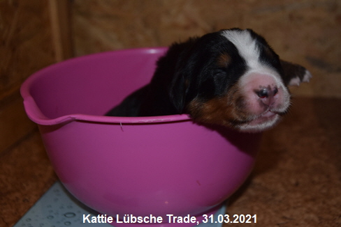 Kattie Lbsche Trade, 31.03.2021