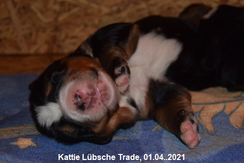 Kattie Lbsche Trade, 01.04..2021