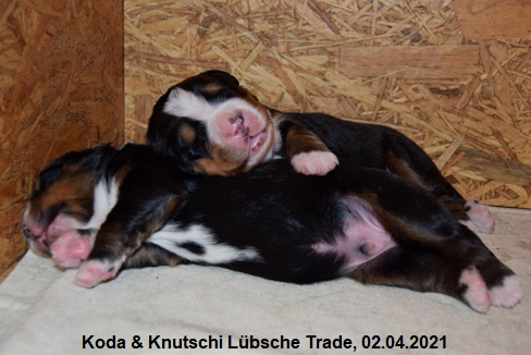 Koda & Knutschi Lbsche Trade, 02.04.2021