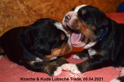 Kirsche & Koda Lbsche Trade, 05.04.2021