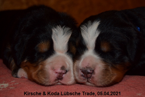 Kirsche & Koda Lbsche Trade, 05.04.2021