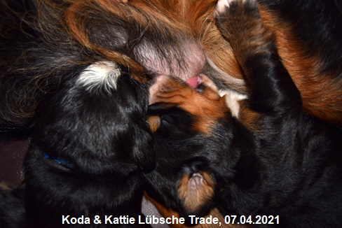 Koda & Kattie Lbsche Trade, 07.04.2021