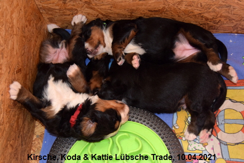 Kirsche, Koda & Kattie Lbsche Trade, 10.04.2021