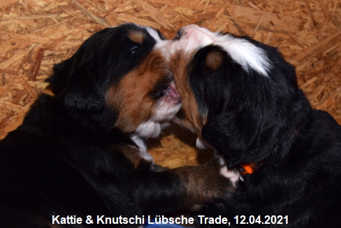Kattie & Knutschi Lbsche Trade, 12.04.2021