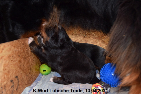 K-Wurf Lbsche Trade, 13.04.2021