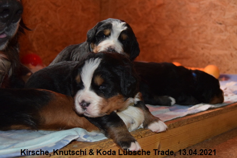 Kirsche, Knutschi & Koda Lbsche Trade, 13.04.2021