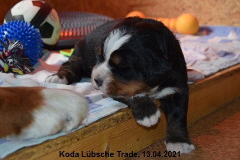 Koda Lbsche Trade, 13.04.2021