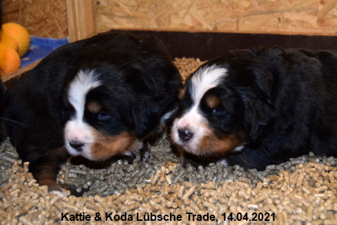 Kattie & Koda Lbsche Trade, 14.04.2021