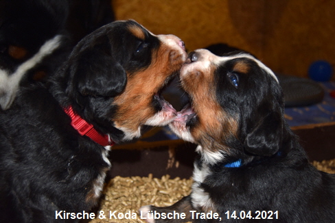 Kirsche & Koda Lbsche Trade, 14.04.2021