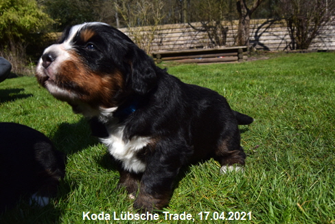 Koda Lbsche Trade, 17.04.2021