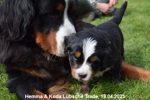 Hemma & Koda Lbsche Trade, 18.04.2021