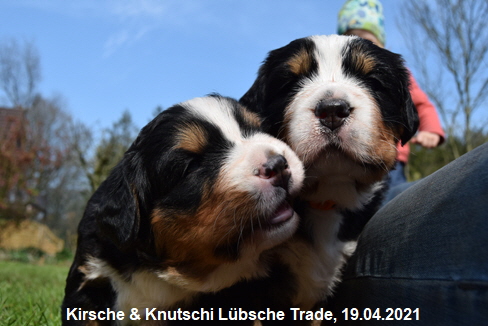 Kirsche & Knutschi Lbsche Trade, 19.04.2021