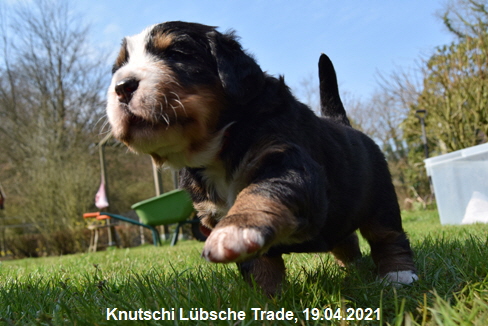 Knutschi Lbsche Trade, 19.04.2021