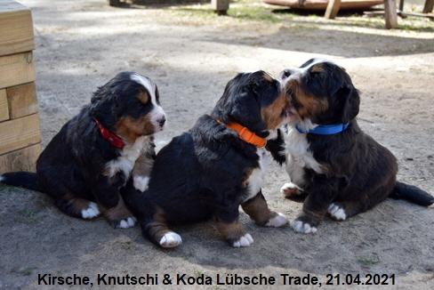Kirsche, Knutschi & Koda Lbsche Trade, 21.04.2021