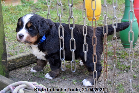 Koda Lbsche Trade, 21.04.2021