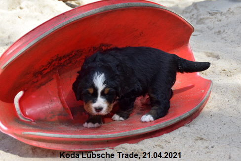 Koda Lbsche Trade, 21.04.2021