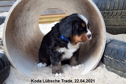 Koda Lbsche Trade, 22.04.2021